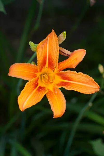 Skönheten Blommande Orange Lilja Närbild — Stockfoto