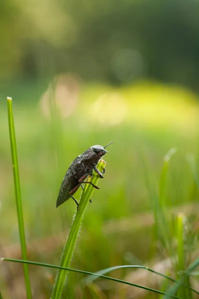Grüner Käfer Chalcophora Mariana Auf Dem Gras Makroansicht — Stockfoto