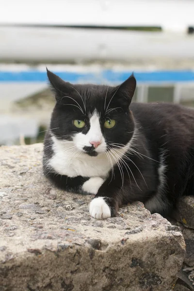 Gato Preto Senta Uma Rampa Concreto — Fotografia de Stock