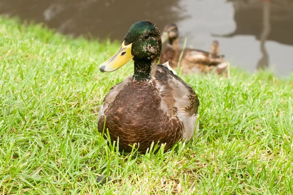 Alcatrão Macho Margem Lago — Fotografia de Stock