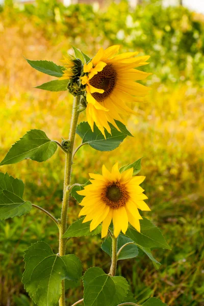 Two sunflowers in clear weather
