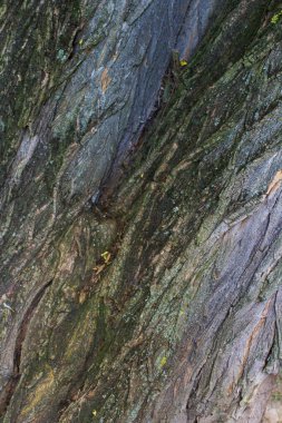 Ağaç kabuğu dokusu. Çapraz desen.