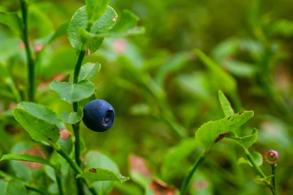 Blueberry Close Macro Foto Bagas Selvagens — Fotografia de Stock