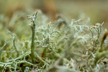 Bir çam ormanında gri liken kolonisi (Cladonia rangiferina). Yakın plan bir liken fotoğrafı..