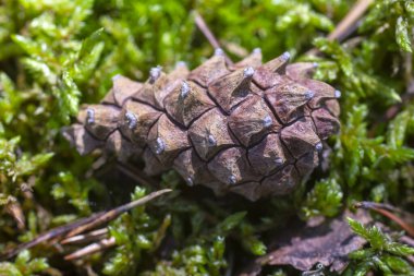 Bir çam ormanında yosun üzerinde çam kozalağı