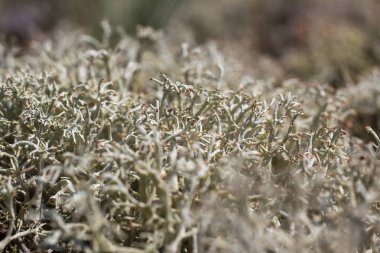 Bir çam ormanında gri liken kolonisi (Cladonia rangiferina). Yakın plan bir liken fotoğrafı..