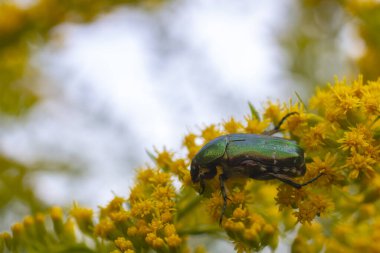 Cetonia aurata, yakın plan sarı çiçekli yeşil gül chafer.