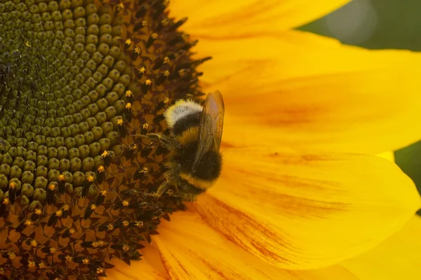 Bumblebee Reúne Pólen Uma Flor Girassol Imagem Close — Fotografia de Stock
