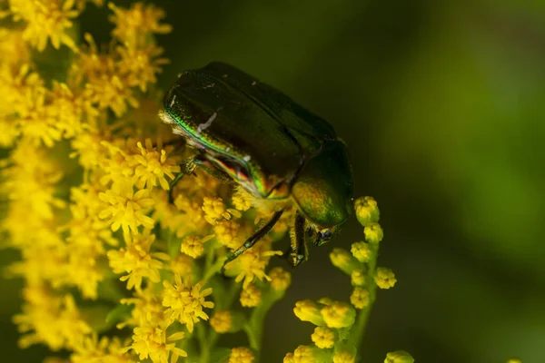 Ketonia Aurata Den Gröna Rosenskålen Gul Blomma Närbild — Stockfoto