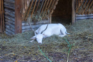 Beyaz ceylan dinleniyor..