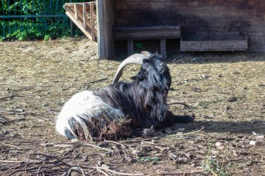 Valais Blackneck, Valais Kantonu 'ndan bir evcil keçi türüdür.