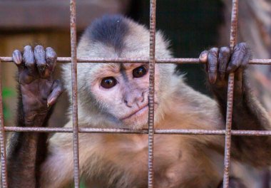Bebek Capuchin kafeste. Hayvanat bahçesindeki maymun..