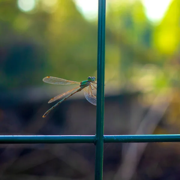 Grüne Libelle Auf Einem Grünen Spalier Großaufnahme Quadratisches Foto — Stockfoto