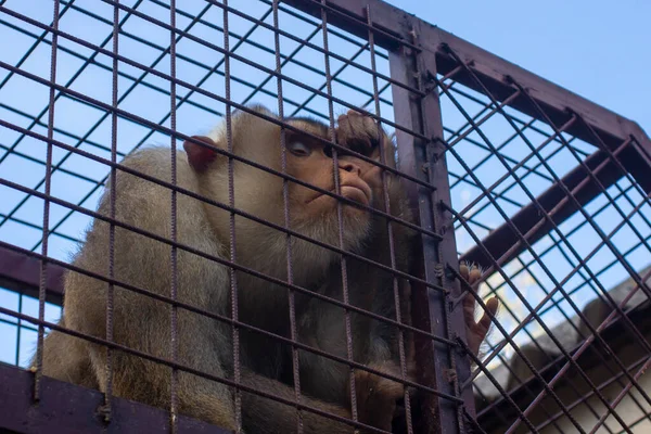 Der Südliche Schwanzmakaken Macaca Nemestrina Tier Käfig Der Affe Verliert — Stockfoto