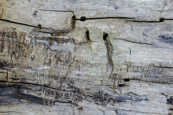 没有树皮的木材质地 木材上的树皮甲虫痕迹 — 图库照片