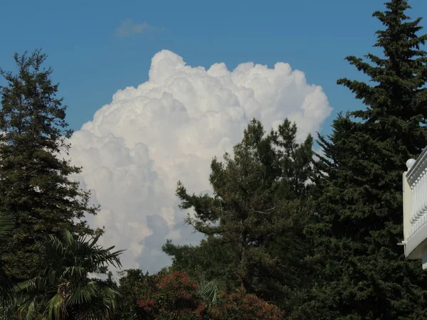 Lindas Nuvens Cauda Éguas Algumas Árvores Sul Frente — Fotografia de Stock