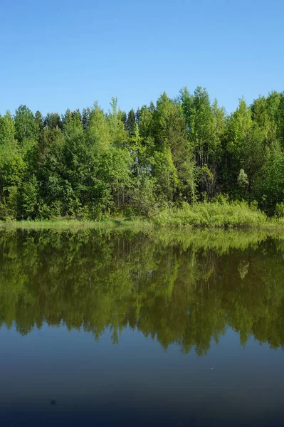 Зелений Вид Ставком Відображенням Деревами Блакитним Небом — стокове фото