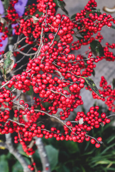 Черноногий пингвин на мокрой скале в неволе находится под угрозой исчезновения