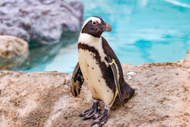Afrika Pengueni Hayvanat Bahçesinde Kaya Üzerinde Duruyor - Yakın plan Vahşi Yaşam Portresi
