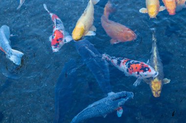 Canlı Japon Koi Sazanı Bahçede