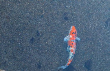 Canlı Japon Koi Sazanı Huzurlu Zen Bahçesi Havuzu