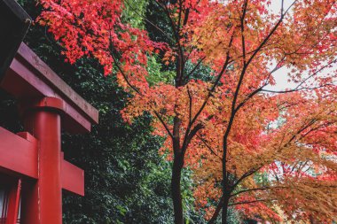 Japon Tapınağı Torii Kapısı Canlı Sonbahar Yeşillikleri ve Akçaağaç Ağaçlarıyla çevrili
