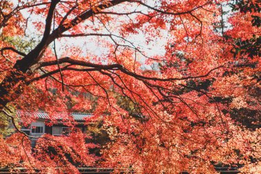 Japonya 'da Akçaağaç' ın Muhteşem Düşüşü, Mevsimsel Doğanın Arkaplanı