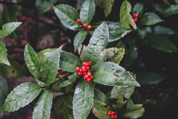 Черноногий пингвин на мокрой скале в неволе находится под угрозой исчезновения