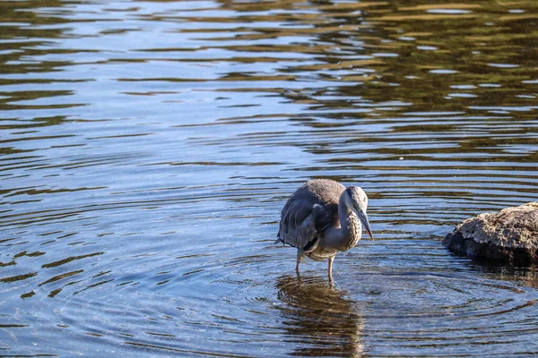 Zarif balıkçıl Sakince Yansıtıcı bir gölde duruyor