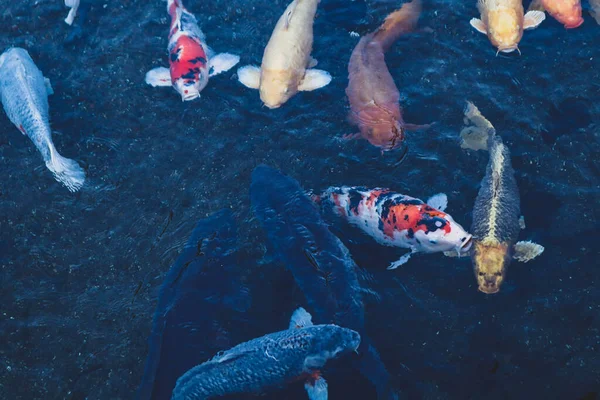 Canlı Japon Koi Sazanı Bahçede