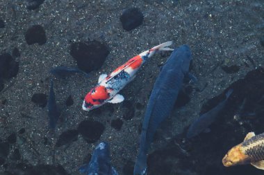 Canlı Japon Koi Sazanı Bahçede