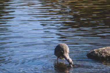 Zarif balıkçıl Sakince Yansıtıcı bir gölde duruyor