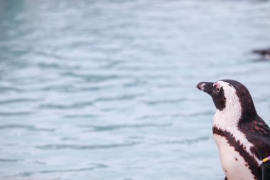 Afrika Pengueni Hayvanat Bahçesinde Kaya Üzerinde Duruyor - Yakın plan Vahşi Yaşam Portresi