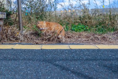 Şehir merkezinde yerde yatan sevimli kızıl kedi..