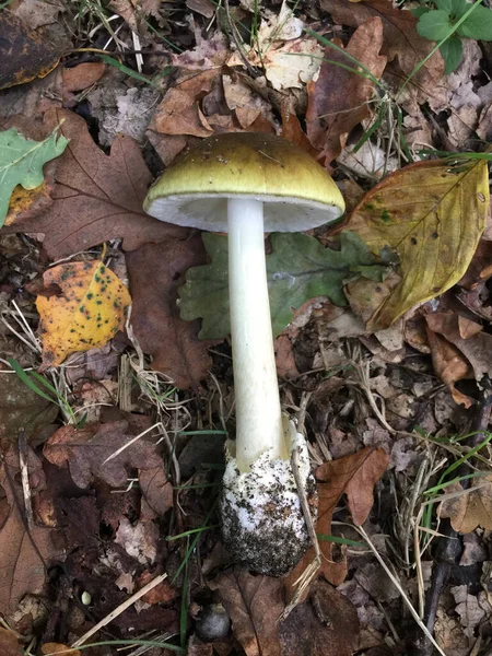 地上老叶上的死亡帽蘑菇 — 图库照片