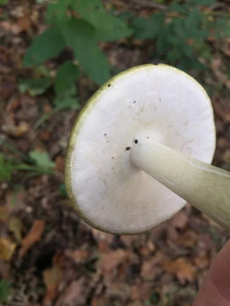 Chapeau Mort Champignon Sous Coupe Vue — Photo