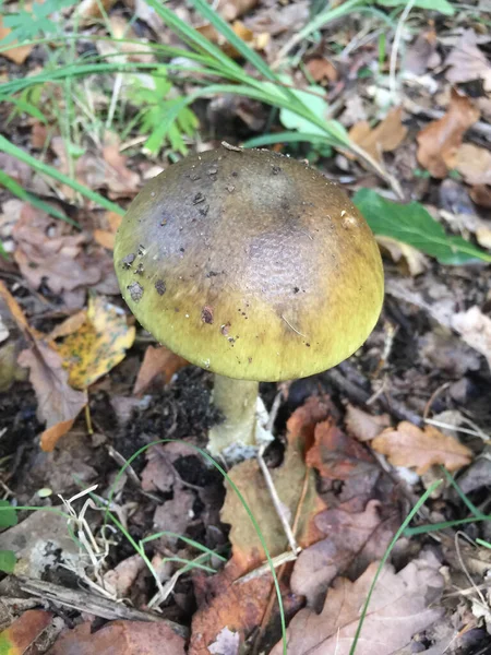 在树叶中站立的死亡之帽蘑菇 — 图库照片