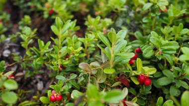 Kırmızı böğürtlen ormanda yetişir.