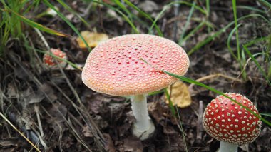 Ormandaki mantarlar çimlerin ve dalların arasında