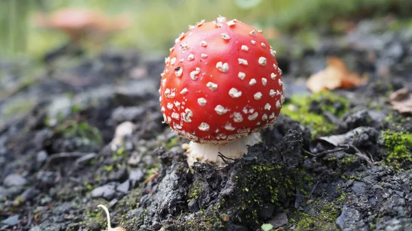 Cogumelos Floresta Entre Grama Galhos — Fotografia de Stock