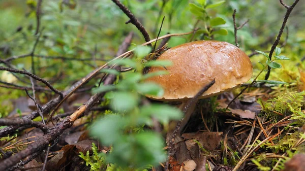 Svamp Skogen Bland Gräs Och Kvistar — Stockfoto