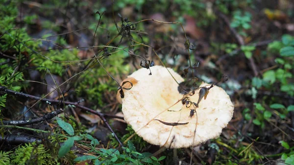 Champignons Dans Forêt Parmi Herbe Les Brindilles — Photo