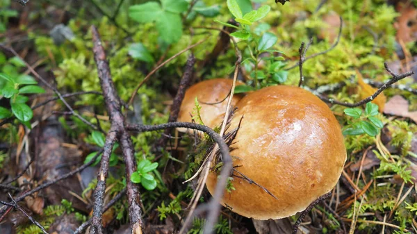 Gombák Erdőben Gallyak Között — Stock Fotó