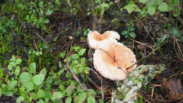 Cogumelos Floresta Entre Grama Galhos — Fotografia de Stock