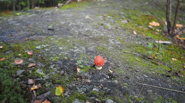 Cogumelos Floresta Entre Grama Galhos — Fotografia de Stock