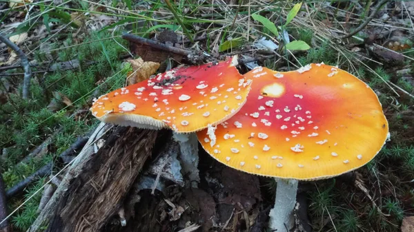 Cogumelos Floresta Entre Grama Galhos — Fotografia de Stock