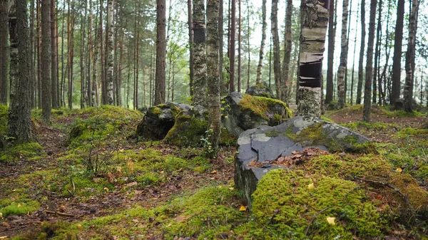 カレリアの苔と石の間の森の中の白樺の木 ストック画像