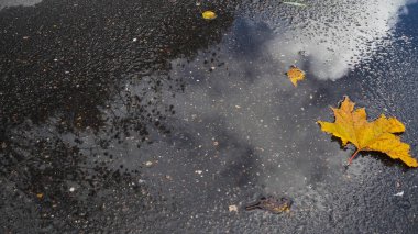 Sarı bir akçaağaç yaprağı sonbahar su birikintisinde yatıyor.