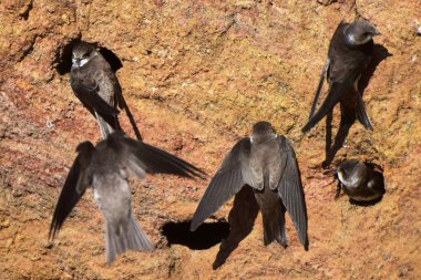 Kıyı kırlangıcı (