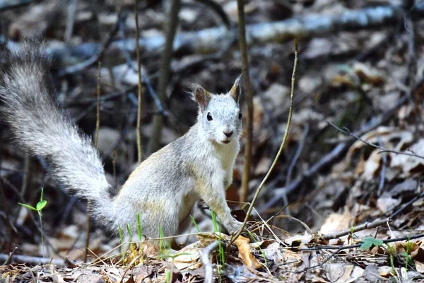 Ardilla Común Veksha Roedor Familia Las Ardillas Sienta Suelo Sobre — Foto de Stock